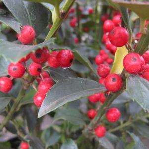 Ilex x meserveae Blue Maid&reg;