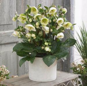 Helleborus x Frostkiss® Moondance&trade;