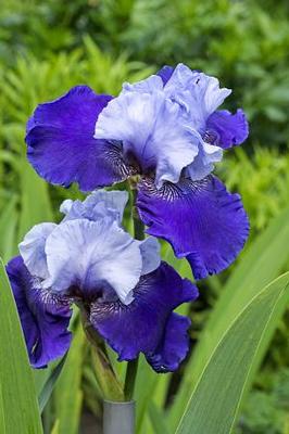 Iris germanica Best Bet