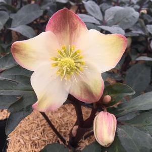 Helleborus x ballardiae HGC® Mahogany Snow