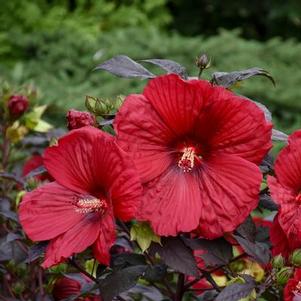 Hibiscus x Summerific® Holy Grail - Rose Mallow