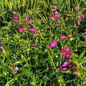 Penstemon x mexicali Red Rocks&reg; - Beardtongue