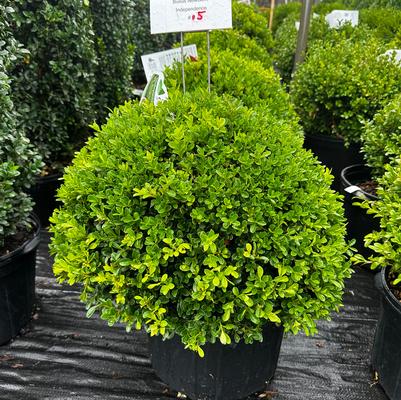 Buxus NewGen&trade; Independence&reg;