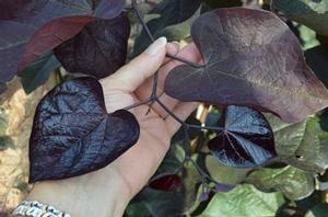 Cercis canadensis Black Pearl&trade;