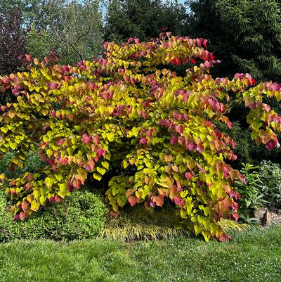 Cercis canadensis Flame Thrower&reg;