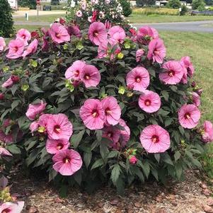 Hibiscus x Summerific® Berry Awesome