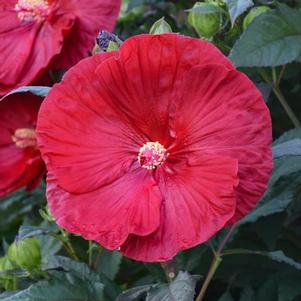 Hibiscus x Summerific® Cranberry Crush