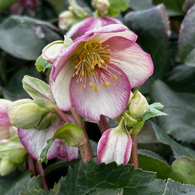 Helleborus x glandorfensis HGC® Ice N' Roses® Picotee