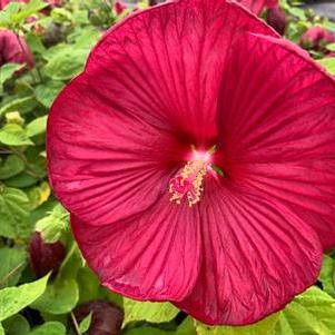 Hibiscus x Luna&trade; 'Red'