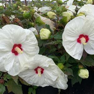 Hibiscus x Summerific® French Vanilla