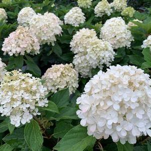 Hydrangea paniculata Fire Light Tidbit&reg;