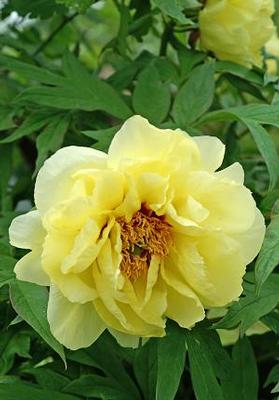 Paeonia suffruticosa High Noon