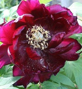 Paeonia suffruticosa Kaoukamon