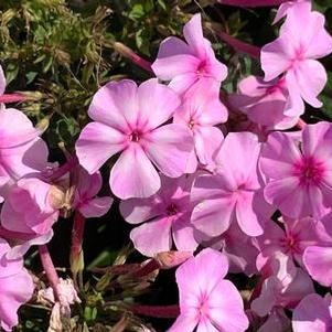 Phlox paniculata GARDEN GIRLS® Uptown Girl