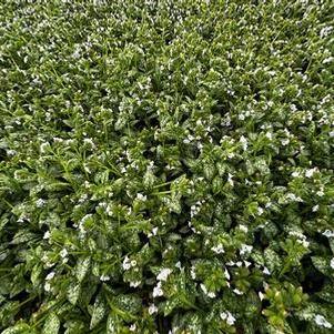 Pulmonaria x Sissinghurst White - Lungwort