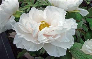Paeonia suffruticosa Renaku