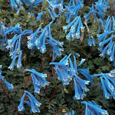 Corydalis Blue Heron
