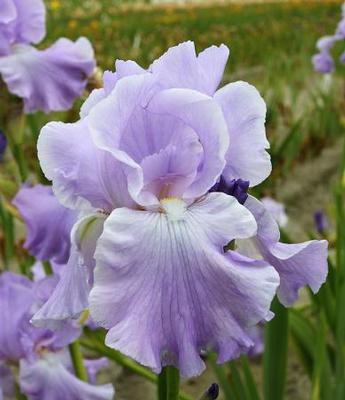 Iris germanica Mary Frances