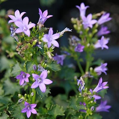 Campanula portenschlagiana Birch Hybrid