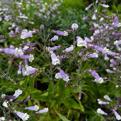 Penstemon hirsutus 