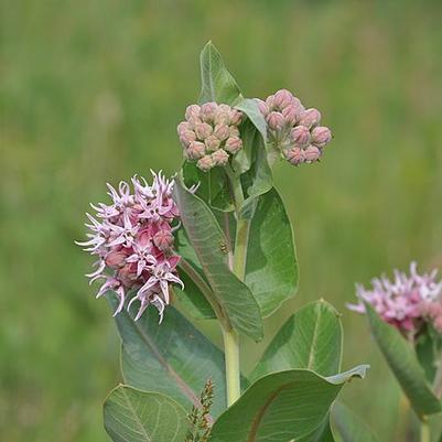 Asclepias speciosa 