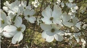 Cornus florida Rebecca's Appalachian Angel