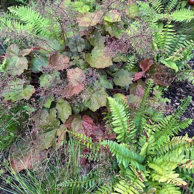 Heuchera villosa 