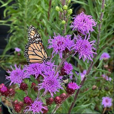Liatris scariosa 