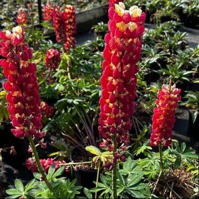 Lupinus polyphyllus Westcountry™ Tequila Flame