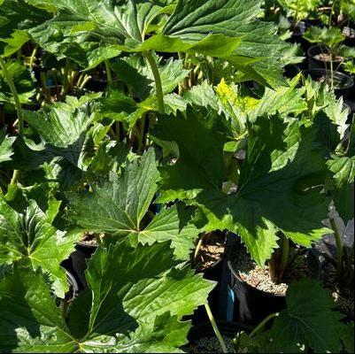 Ligularia japonica Tractor Seat