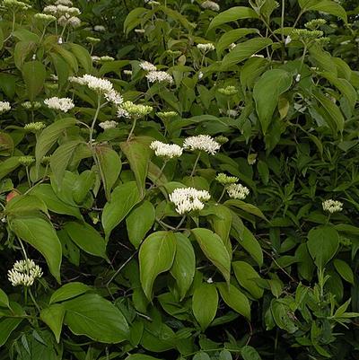 Cornus racemosa 