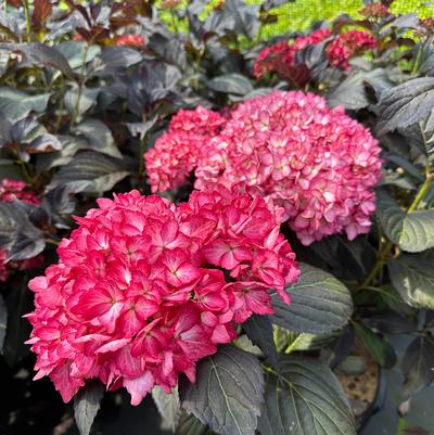 Hydrangea macrophylla Eclipse&reg;