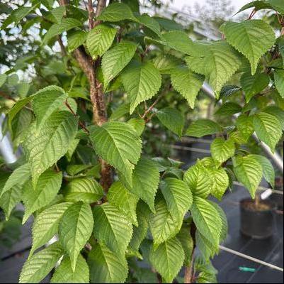 Prunus x hillieri Spire
