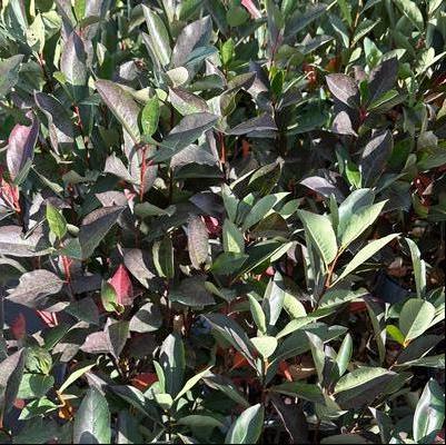 Aronia melanocarpa Low Scape Snowfire&reg;