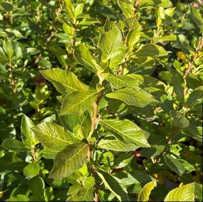 Clethra alnifolia Sugartina&reg; 'Crystalina'