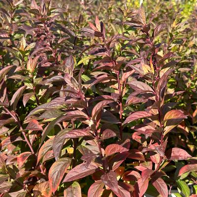 Itea virginica Fizzy Mizzy&reg;