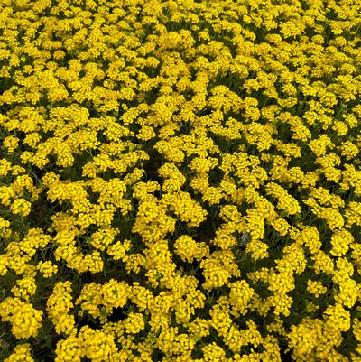 Alyssum wulfenianum Golden Spring