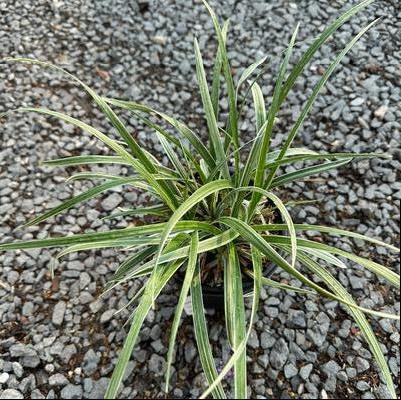 Liriope spicata Silver Dragon