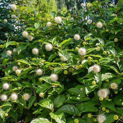 Cephalanthus occidentalis Fiber Optics&reg;