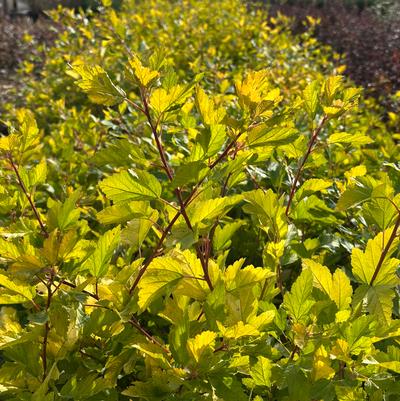 Physocarpus opulifolius Honeycomb&reg;