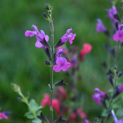 Salvia x Arctic Blaze&reg; Purple