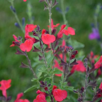 Salvia x Arctic Blaze&reg; Red