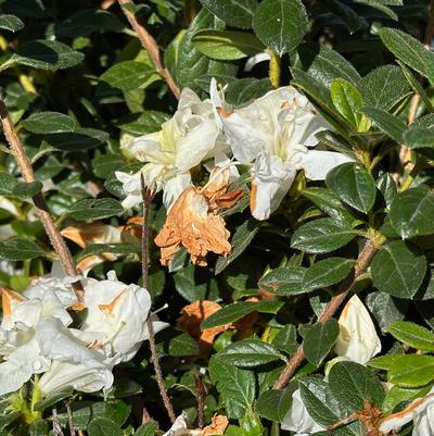 Rhododendron Encore® Autumn Lily&reg;