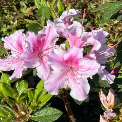 Rhododendron Encore® Autumn Twist&reg;