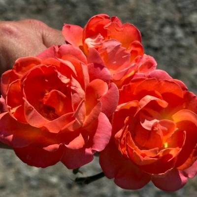 Rosa Knock Out® Orange Glow™