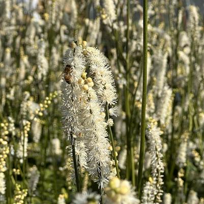 Actaea japonica Silver Dance