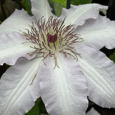 Clematis Clair de Lune™