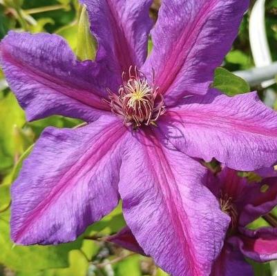 Clematis Mrs. N. Thompson