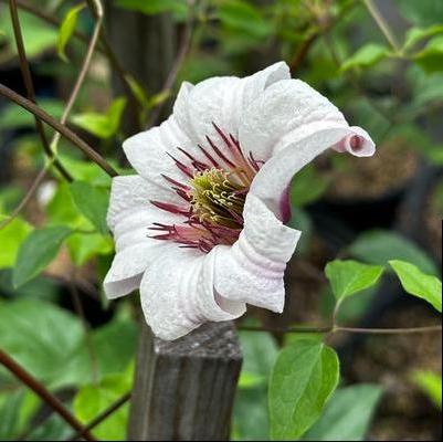 Clematis texensis Princess Kate