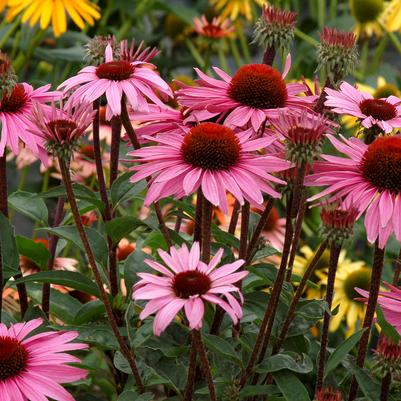 Echinacea x PRAIRIE PILLARS™ Merlot